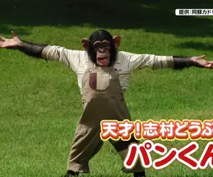 曾經在《志村動物園》爆紅的黑猩猩小龐 時隔６年與劇組重逢不忘尋找志村健身影……