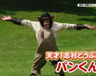 曾經在《志村動物園》爆紅的黑猩猩小龐 時隔６年與劇組重逢不忘尋找志村健身影……