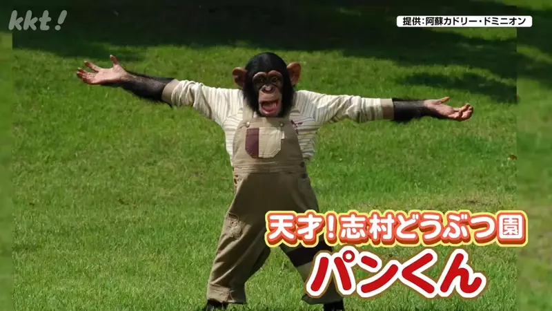 曾經在《志村動物園》爆紅的黑猩猩小龐 時隔６年與劇組重逢不忘尋找志村健身影……