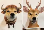 《如何在家合法飼養各種野生動物》原來一隻柴柴就能解決你的煩惱