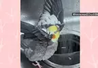 對水龍頭流出的水高舉著翅膀的鸚鵡 如此奇特〝萬歲〞動作真的是消暑太開心嗎？