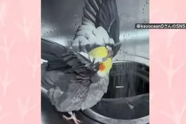 對水龍頭流出的水高舉著翅膀的鸚鵡 如此奇特〝萬歲〞動作真的是消暑太開心嗎？
