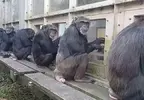 《京都大學研究黑猩猩》網友直呼超像日本社會?每天都能在某個角落看到同樣的景象 《京都大學研究黑猩猩》網友直呼超像日本社會?每天都能在某個角落看到同樣的景象