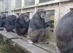 《京都大學研究黑猩猩》網友直呼超像日本社會?每天都能在某個角落看到同樣的景象 《京都大學研究黑猩猩》網友直呼超像日本社會?每天都能在某個角落看到同樣的景象