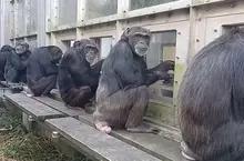 《京都大學研究黑猩猩》網友直呼超像日本社會？每天都能在某個角落看到同樣的景象