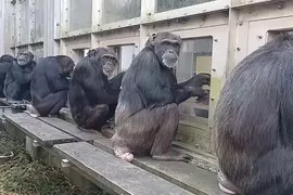 《京都大學研究黑猩猩》網友直呼超像日本社會？每天都能在某個角落看到同樣的景象