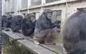 《京都大學研究黑猩猩》網友直呼超像日本社會？每天都能在某個角落看到同樣的景象