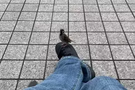 《奇蹟的一幕》在長椅休息的時候麻雀竟然停在自己的鞋子上，這是什麼童話故事般的瞬間！？