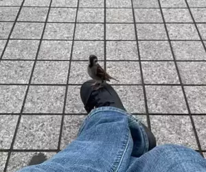 《奇蹟的一幕》在長椅休息的時候麻雀竟然停在自己的鞋子上，這是什麼童話故事般的瞬間！？