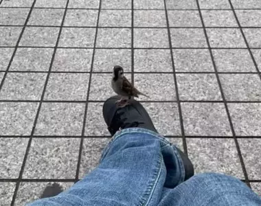 《奇蹟的一幕》在長椅休息的時候麻雀竟然停在自己的鞋子上，這是什麼童話故事般的瞬間！？