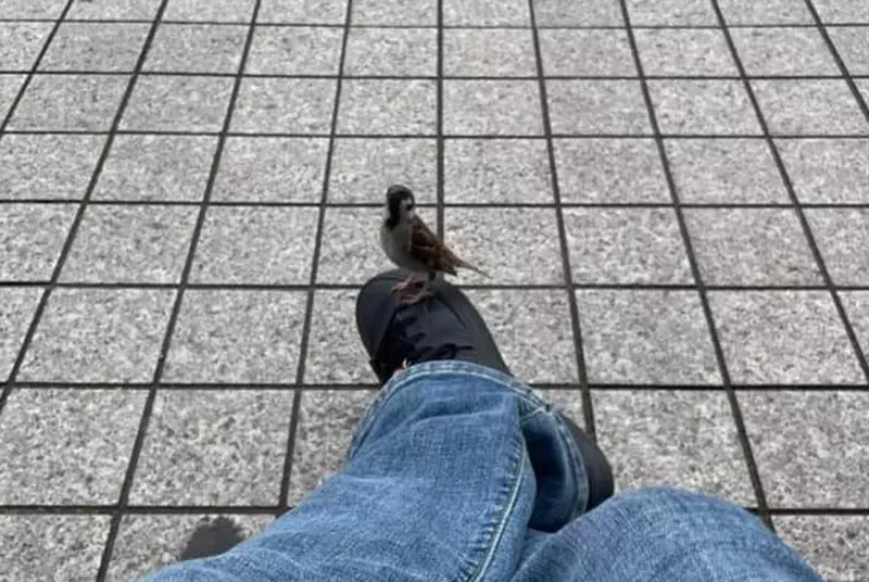 《奇蹟的一幕》在長椅休息的時候麻雀竟然停在自己的鞋子上，這是什麼童話故事般的瞬間！？