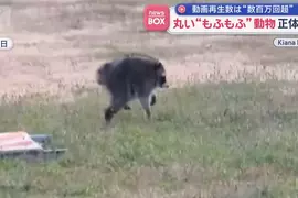在美國西雅圖出沒的神秘生物《JIMOTHY》風靡全球的謎之動物其真面目是...