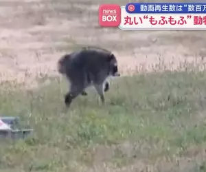 在美國西雅圖出沒的神秘生物《JIMOTHY》風靡全球的謎之動物其真面目是...