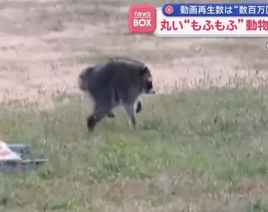 在美國西雅圖出沒的神秘生物《JIMOTHY》風靡全球的謎之動物其真面目是...