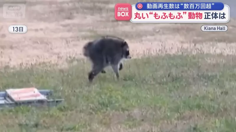 在美國西雅圖出沒的神秘生物《JIMOTHY》風靡全球的謎之動物其真面目是...