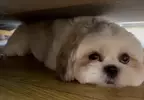 引爆全日本飼主瘋狂的《謎之狗叫聲》所有狗狗聽到都會做出超可愛反應