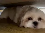 引爆全日本飼主瘋狂的《謎之狗叫聲》所有狗狗聽到都會做出超可愛反應