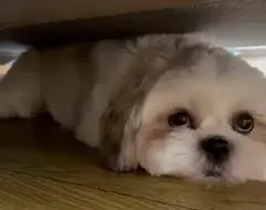 引爆全日本飼主瘋狂的《謎之狗叫聲》所有狗狗聽到都會做出超可愛反應