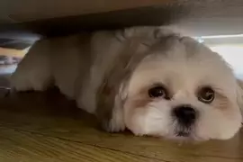 引爆全日本飼主瘋狂的《謎之狗叫聲》所有狗狗聽到都會做出超可愛反應