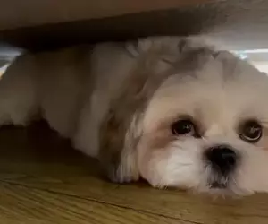 引爆全日本飼主瘋狂的《謎之狗叫聲》所有狗狗聽到都會做出超可愛反應