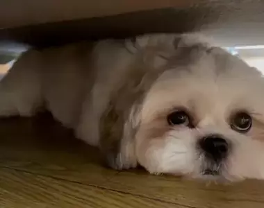 引爆全日本飼主瘋狂的《謎之狗叫聲》所有狗狗聽到都會做出超可愛反應