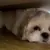 引爆全日本飼主瘋狂的《謎之狗叫聲》所有狗狗聽到都會做出超可愛反應