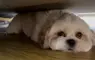 引爆全日本飼主瘋狂的《謎之狗叫聲》所有狗狗聽到都會做出超可愛反應