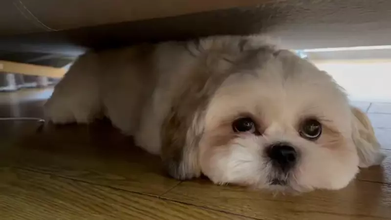 引爆全日本飼主瘋狂的《謎之狗叫聲》所有狗狗聽到都會做出超可愛反應
