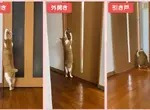 《可以開任何門的貓》都不用特別開小洞給牠，整個家貓貓進出完全自由