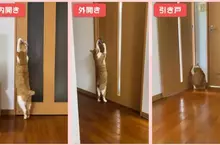 《可以開任何門的貓》都不用特別開小洞給牠，整個家貓貓進出完全自由