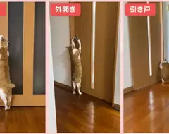 《可以開任何門的貓》都不用特別開小洞給牠，整個家貓貓進出完全自由