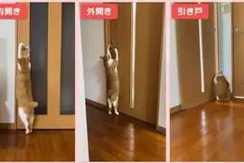 《可以開任何門的貓》都不用特別開小洞給牠，整個家貓貓進出完全自由