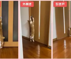 《可以開任何門的貓》都不用特別開小洞給牠，整個家貓貓進出完全自由