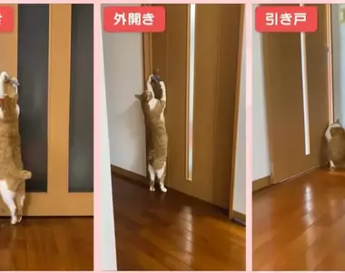 《可以開任何門的貓》都不用特別開小洞給牠，整個家貓貓進出完全自由
