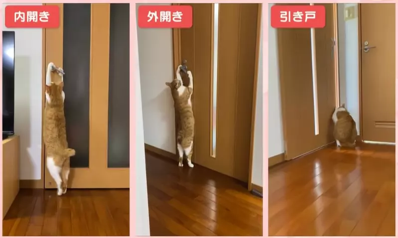 《可以開任何門的貓》都不用特別開小洞給牠，整個家貓貓進出完全自由