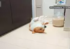喜歡堅守在冰箱前的柯基犬 想要開冰箱拿個東西還得挪開...然後在放回去XD
