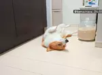 喜歡堅守在冰箱前的柯基犬 想要開冰箱拿個東西還得挪開...然後在放回去XD