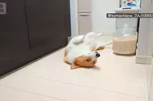 喜歡堅守在冰箱前的柯基犬 想要開冰箱拿個東西還得挪開...然後在放回去XD