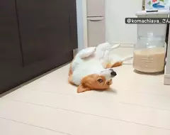 喜歡堅守在冰箱前的柯基犬 想要開冰箱拿個東西還得挪開...然後在放回去XD