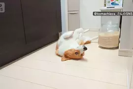 喜歡堅守在冰箱前的柯基犬 想要開冰箱拿個東西還得挪開...然後在放回去XD