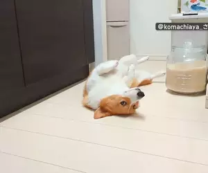 喜歡堅守在冰箱前的柯基犬 想要開冰箱拿個東西還得挪開...然後在放回去XD