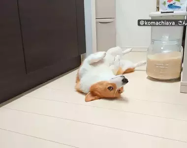 喜歡堅守在冰箱前的柯基犬 想要開冰箱拿個東西還得挪開...然後在放回去XD