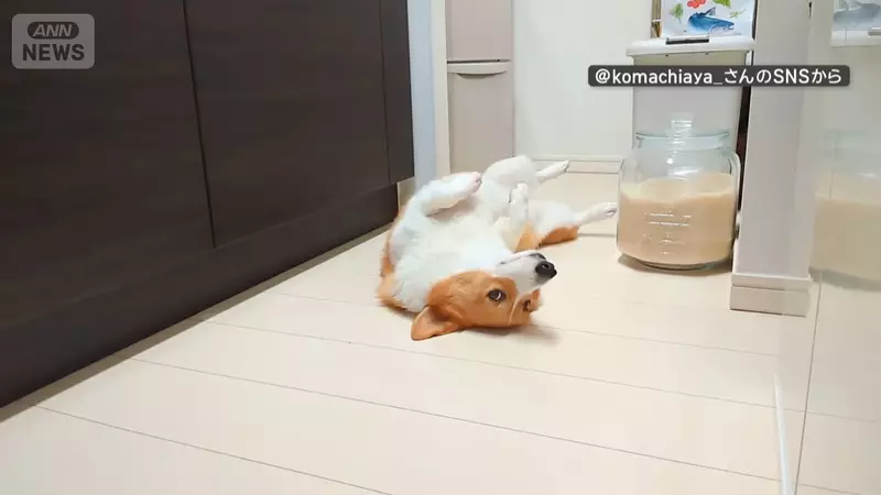喜歡堅守在冰箱前的柯基犬 想要開冰箱拿個東西還得挪開...然後在放回去XD