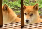 《雙眼皮超明顯柴犬》眼睛深邃有神的柴柴在網路引發話題