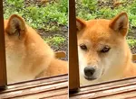 《雙眼皮超明顯柴犬》眼睛深邃有神的柴柴在網路引發話題 《雙眼皮超明顯柴犬》眼睛深邃有神的柴柴在網路引發話題