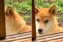 《雙眼皮超明顯柴犬》眼睛深邃有神的柴柴在網路引發話題