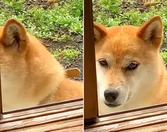 《雙眼皮超明顯柴犬》眼睛深邃有神的柴柴在網路引發話題