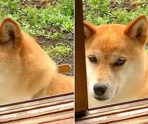 《雙眼皮超明顯柴犬》眼睛深邃有神的柴柴在網路引發話題