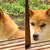 《雙眼皮超明顯柴犬》眼睛深邃有神的柴柴在網路引發話題