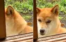 《雙眼皮超明顯柴犬》眼睛深邃有神的柴柴在網路引發話題